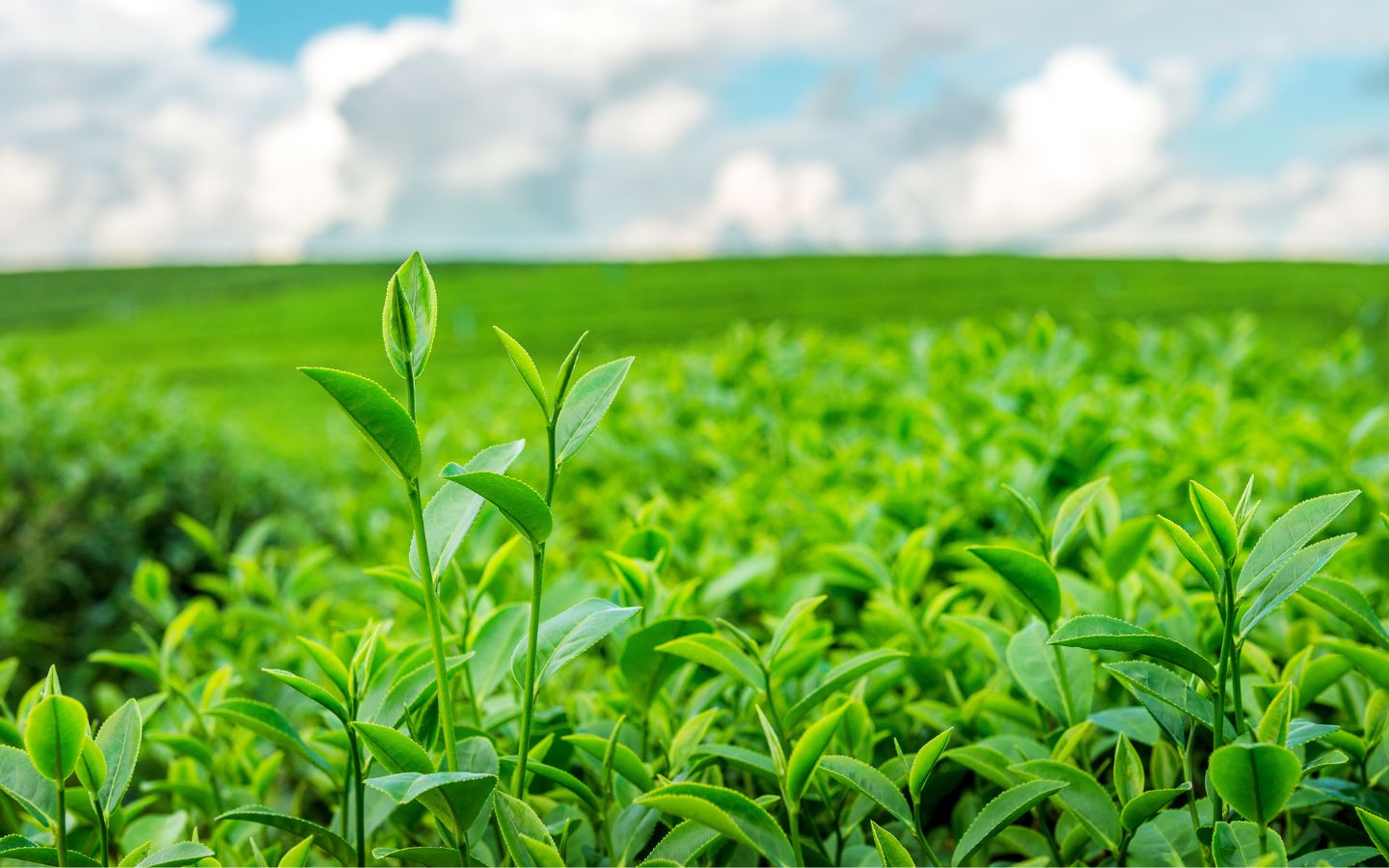 Agriculture & AgriTech Businesses